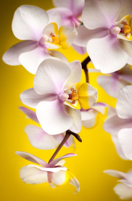 Цветы вертикальные