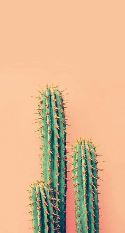 Кактус заставка для телефона