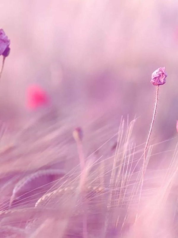 Фон цветочный нежный