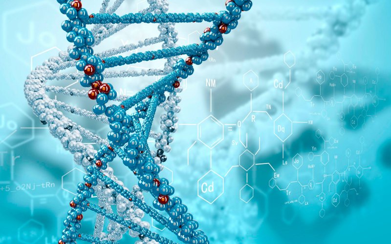 Нуклеиновые кислоты 3д