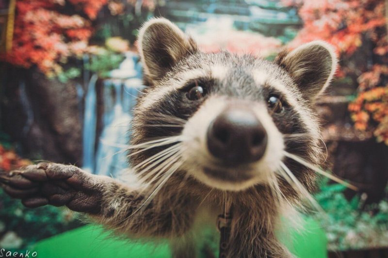 Енот селфи