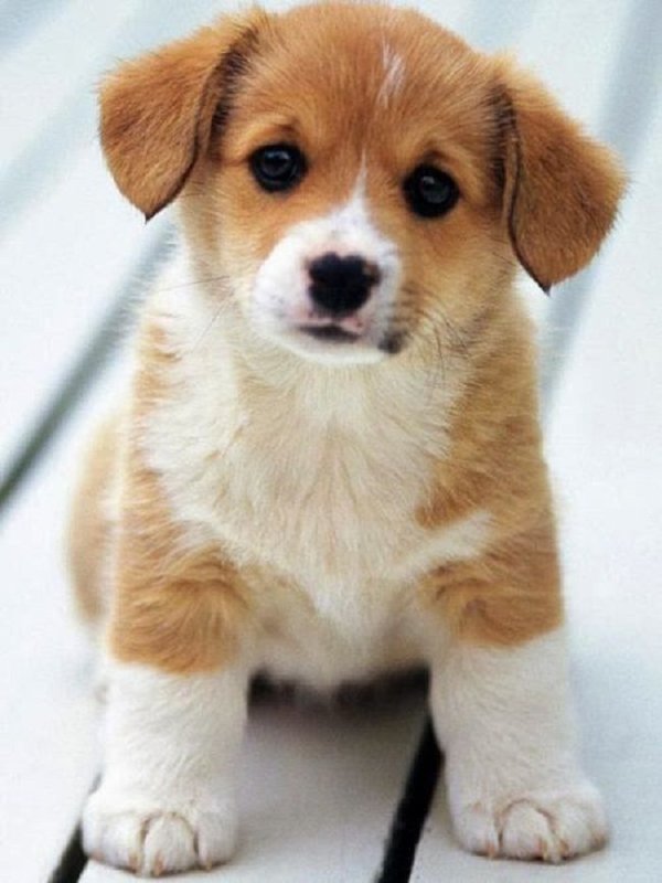 Паппи порода собак