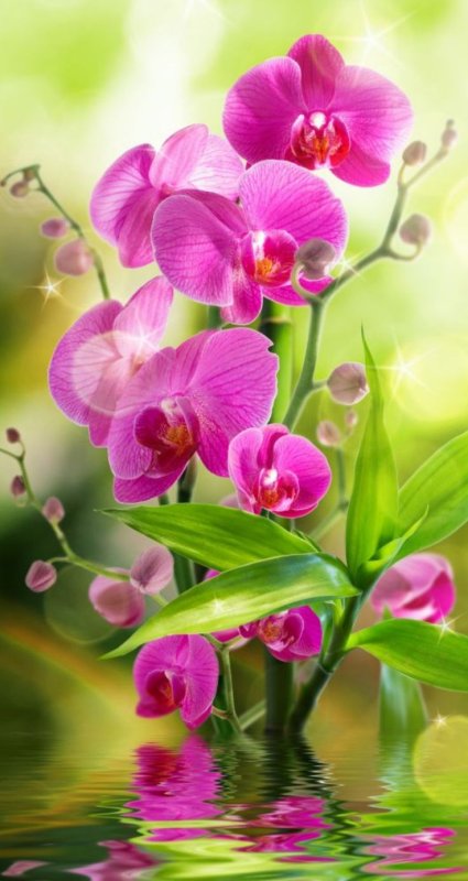 Цветок орхидеи