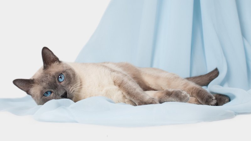 Тайский сиамский кот