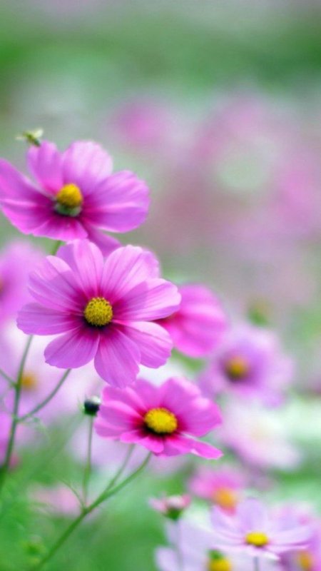 Красивые яркие цветы