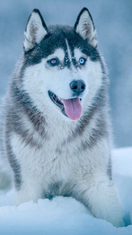 Хаски Сибирский зимой