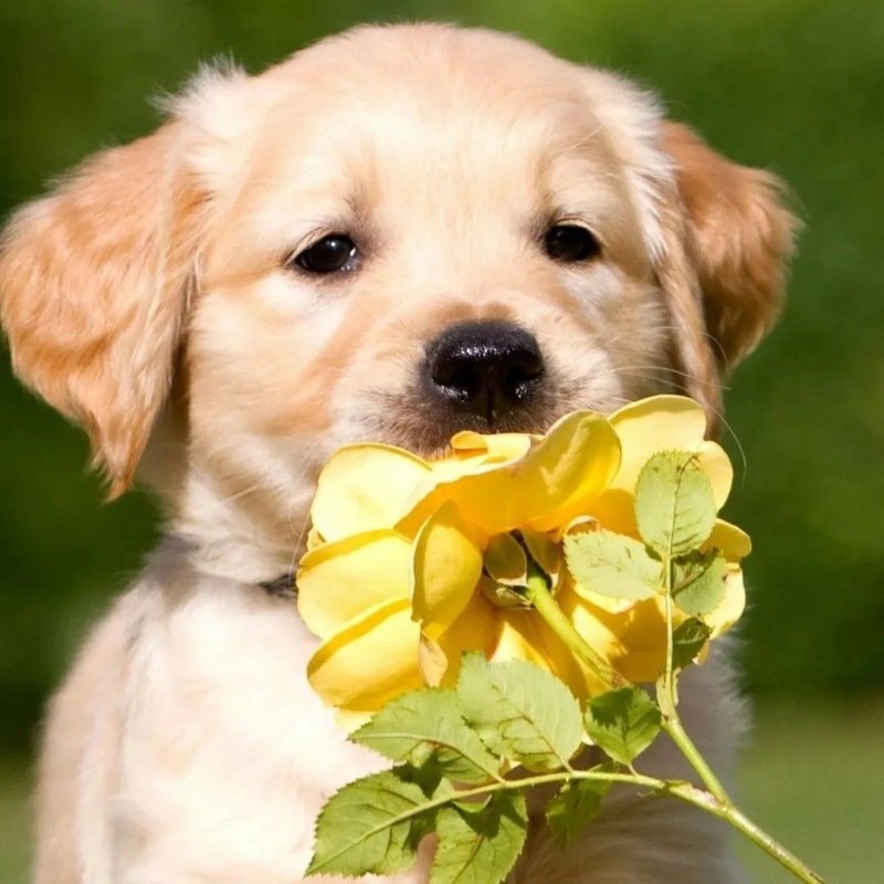 Золотистый ретривер мини