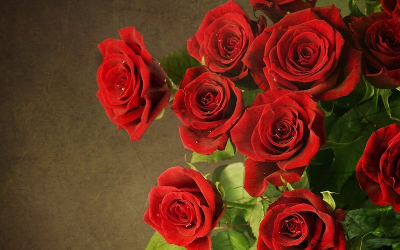 Красные розы