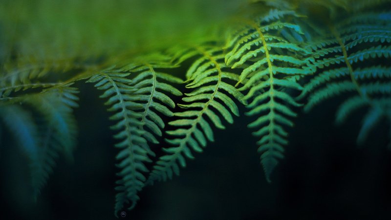 Папоротник Blue Fern