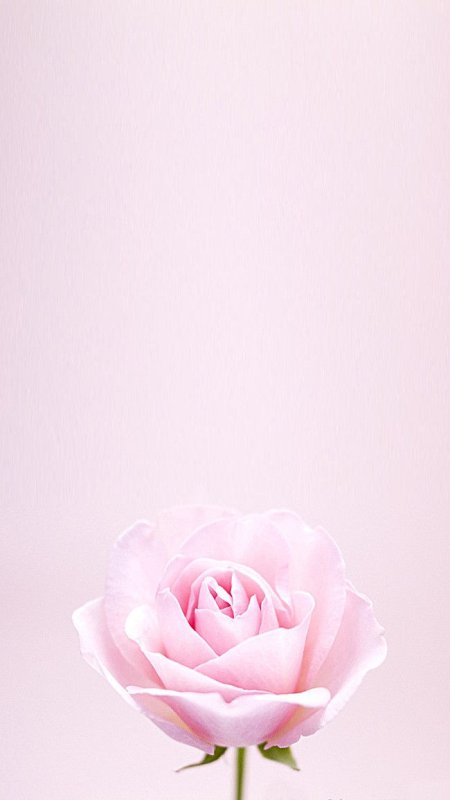 Бледно розовые цветы