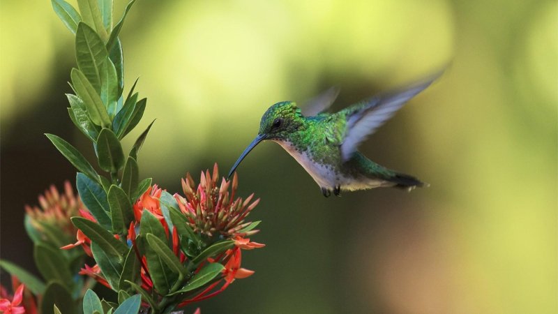 Огненногорлый Колибри