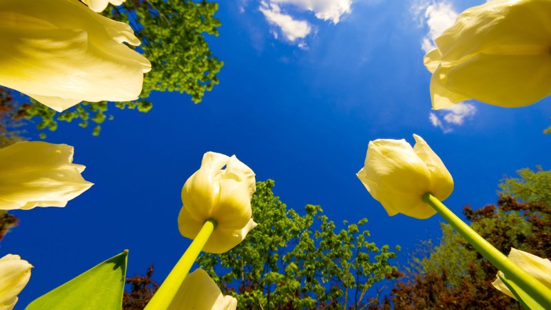 Весна солнце