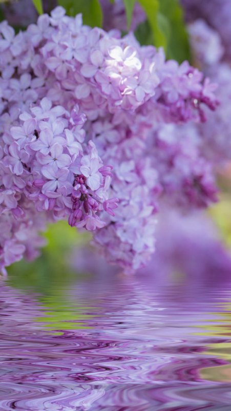 Весна сирень