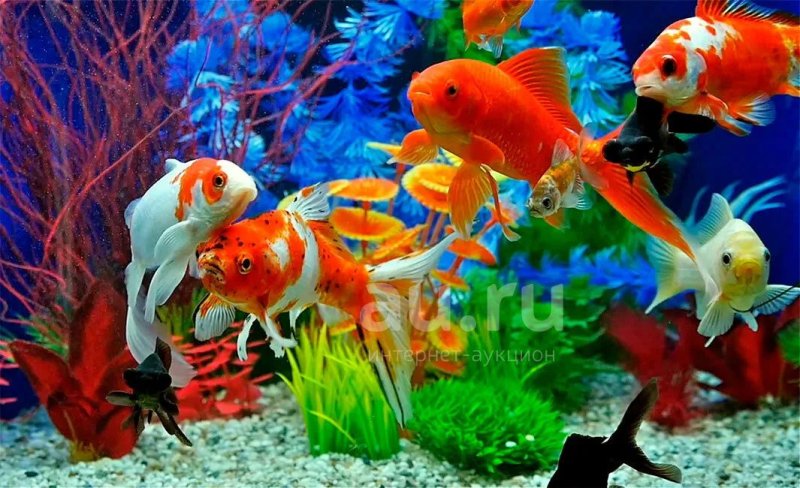 Тай риф аквариумная рыбка