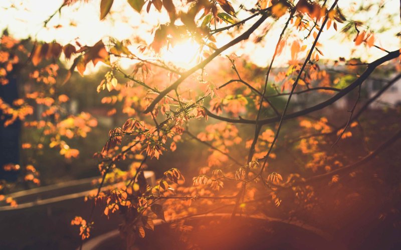 Обои листья