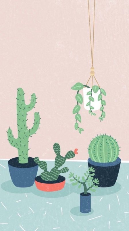 Обои на рабочий стол кактусы