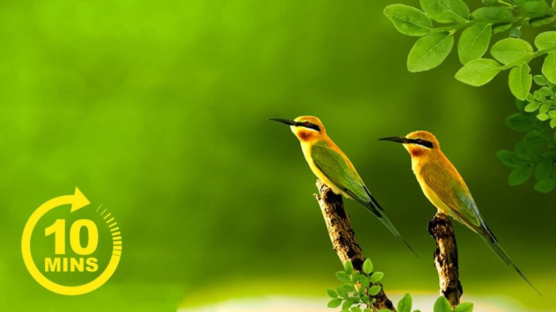 Золотистая щурка