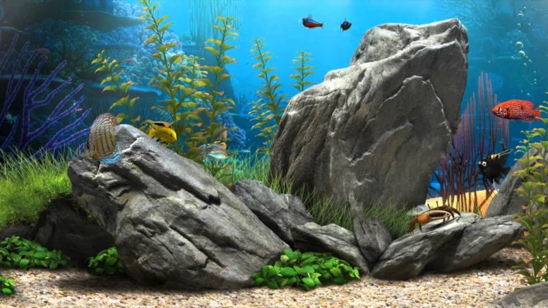 Красивые рыбки в аквариуме