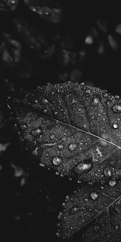 Черный лист