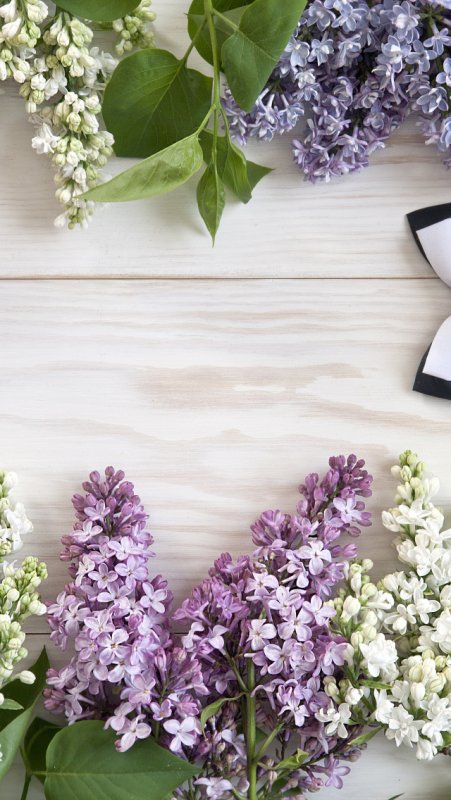 Сирень светлая