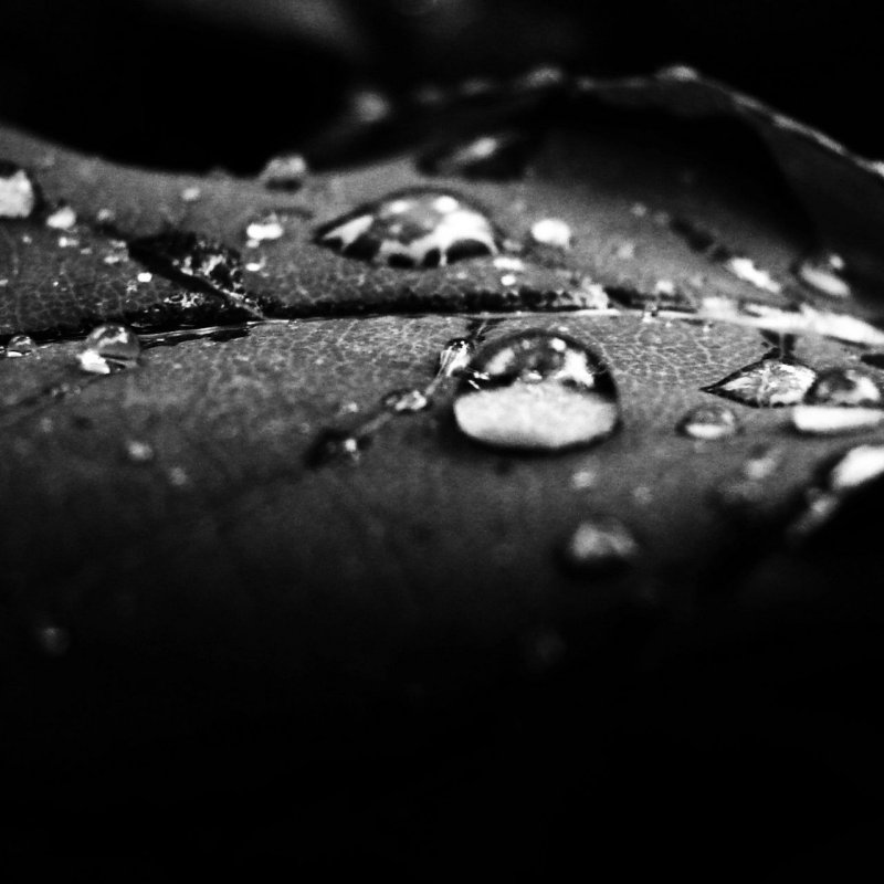 Черно белые обои