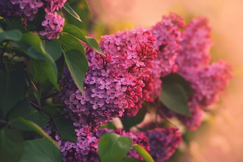 Сирень Вильгельм Пфитцер