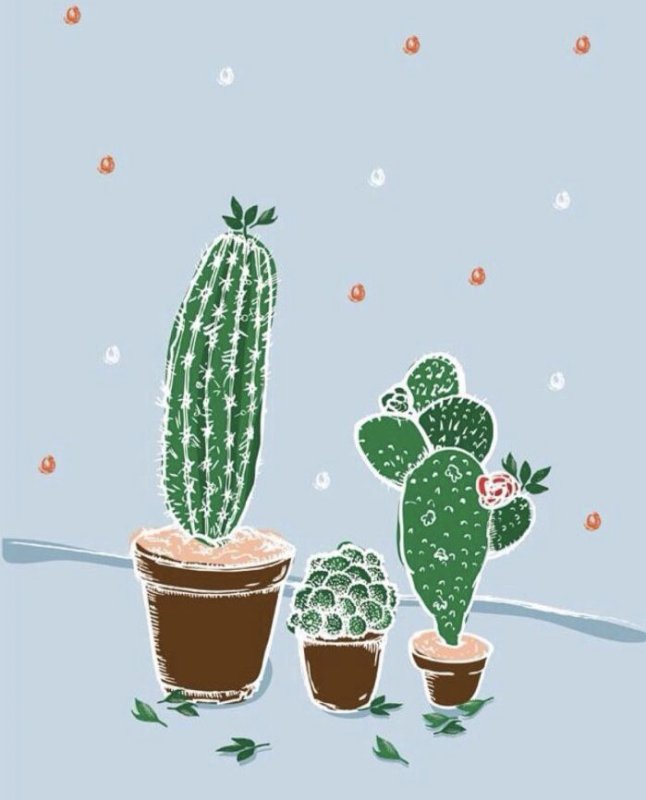 Кактус рисунок