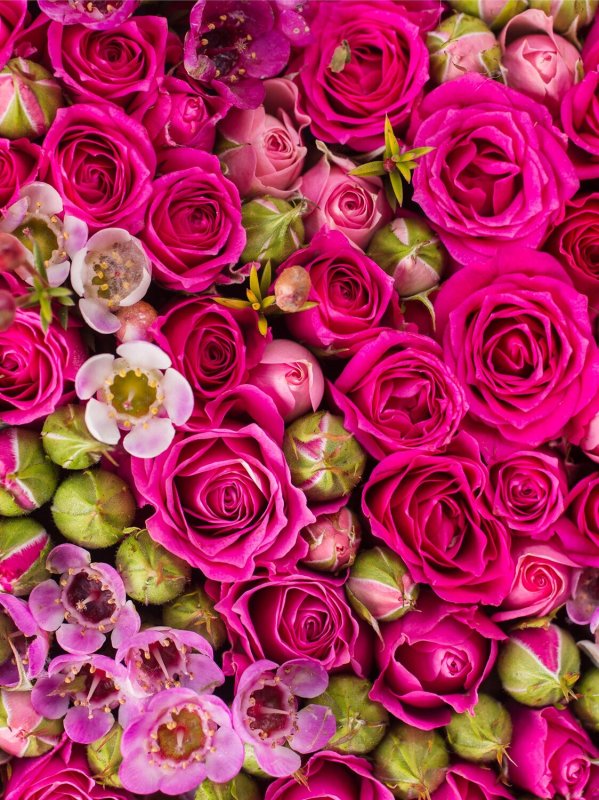 Розы Пинк Фловерс