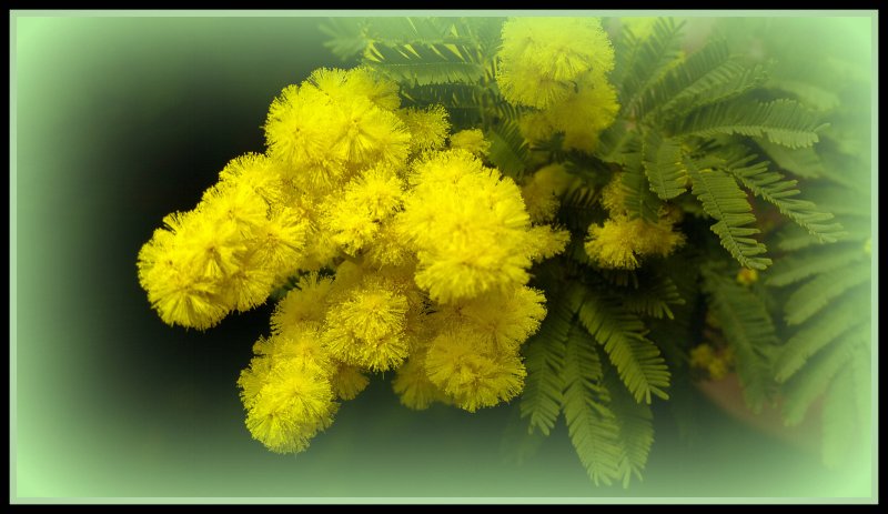 Уральская Мимоза цветок