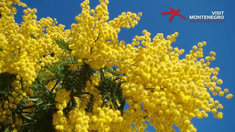 Мимоза Мирандоль