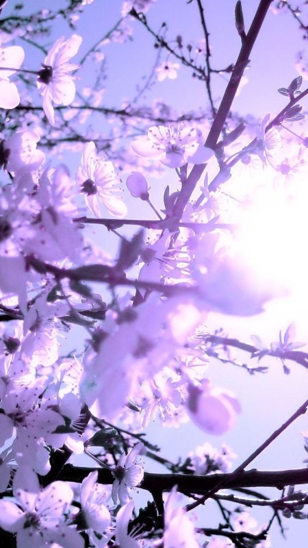 Весна цветы вертикальный