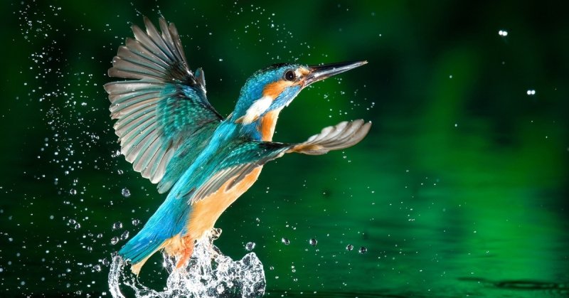 Кингфишер птичка