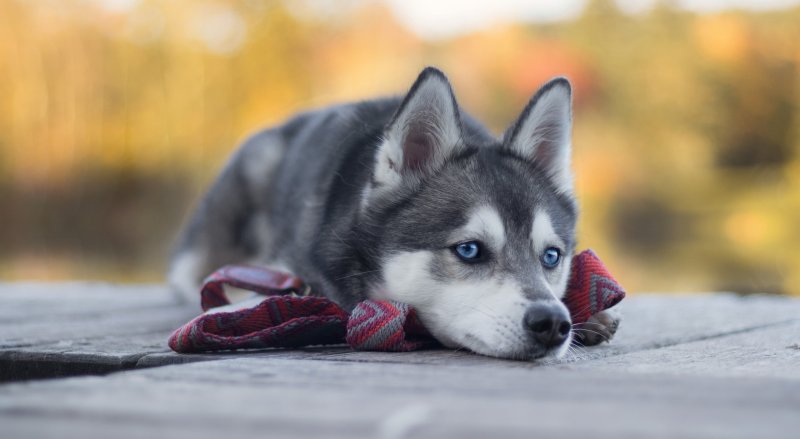 Сибирский хаски