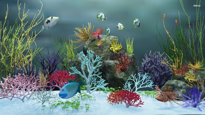 Красивые рыбки в аквариуме