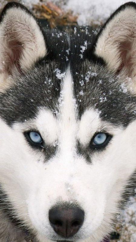 Сибирский хаски лапы