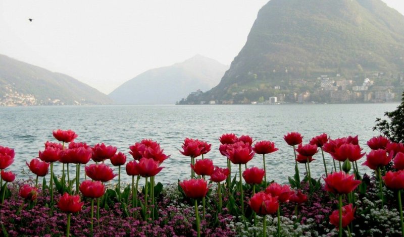 Море горы цветы