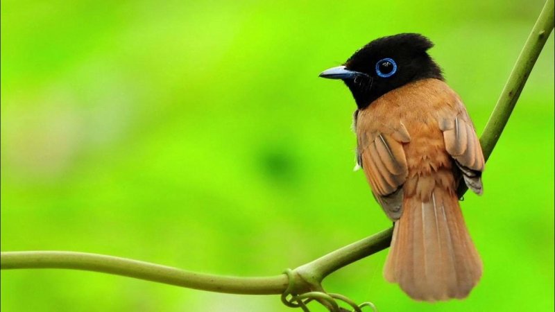 Красивые птицы