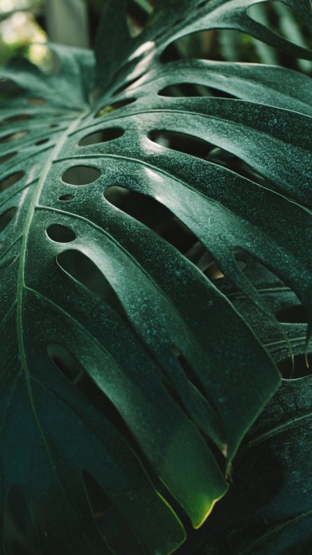 Монстера субпината