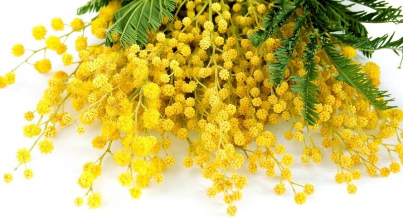 Весенние цветы Мимоза