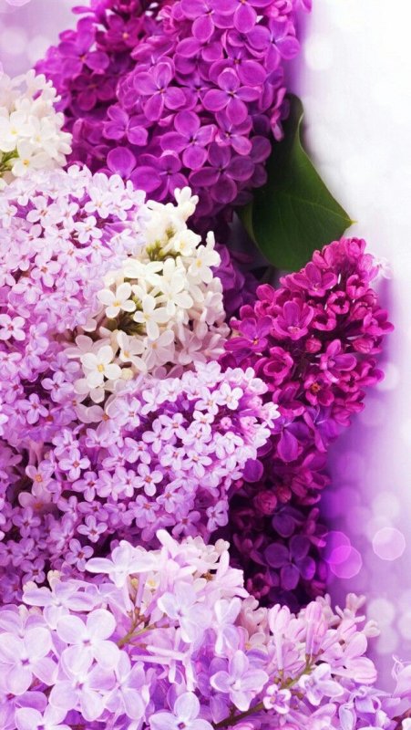 Сиреневые цветы