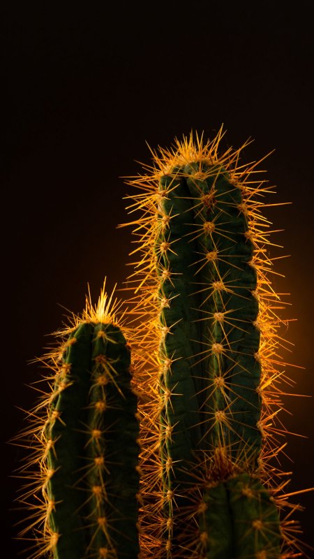 Иголки кактуса