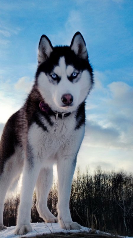 Сибирский хаски щенки