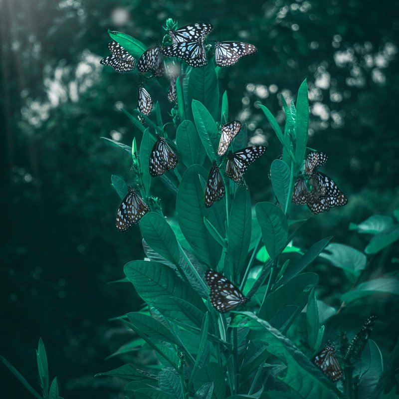 Растения Эстетика