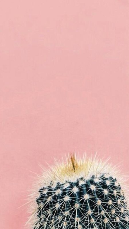 Фон кактусы