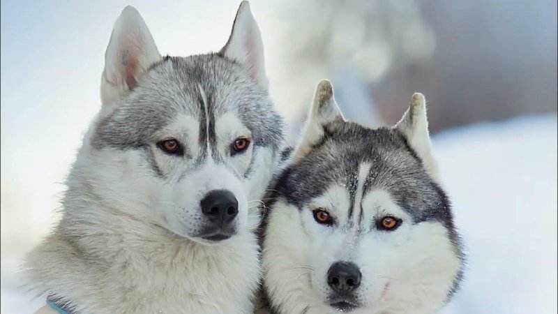 Сибирский маламут -Сибирский хаски