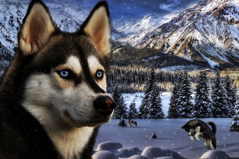 Собака хаски