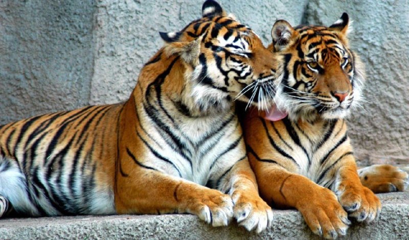 Красивый тигр