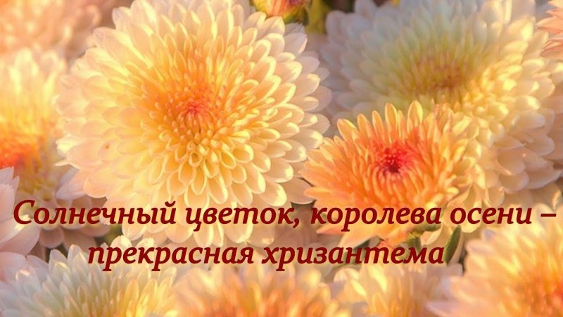 Хризантема Фуджи Роуз