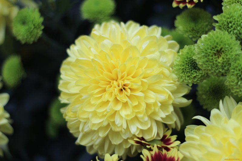 Хризантема Хайдар Еллоу