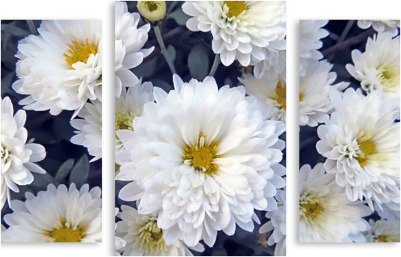 Хризантема Кристал Вайт